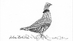 Ruffed Grouse1