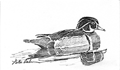 Wood Duck Reflection 2-1